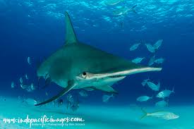 Hammerhead shark is a seafood. Great Hammerhead Sharks Of Bimini An Indopacificimages Article