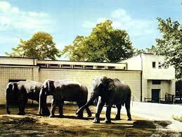 Der zoo frankfurt (zeitweise auch zoologischer garten frankfurt) wurde 1858 in frankfurt am main eröffnet und ist damit, nach dem zoologischen garten berlin. Frankfurt Zoo Germany