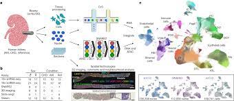 An atlas of healthy and injured cell states and niches in the human kidney  | Nature