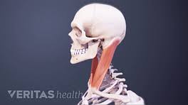 We did not find results for: Neck Muscles And Other Soft Tissues