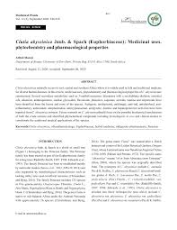 Image result for Clutia hirsuta