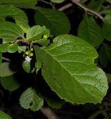 Image result for Ehretia obtusifolia