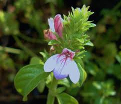 Image result for Justicia petiolaris