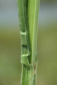 Image result for Fuirena sagittata
