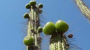 1.6 la fruta favorece un buen metabolismo. Copao El Superalimento Del Desierto Chileno Ladera Sur