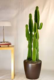 Cactus Candelabra Tree Indoor Cactus Plants Large Indoor Plants Indoor Cactus