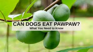 We link to vendors to help you find relevant products. Can Dogs Eat Pawpaw What To Know About Dogs And Pawpaw