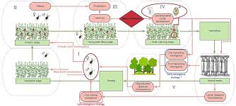 Image result for Cyperus breviradius