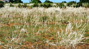 Image result for Aerva javanica