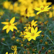 Check spelling or type a new query. 30 Best Flowers That Bloom In Summer For Your Home Garden Yellow Flowering Plants Summer Flowers Shade Flowers