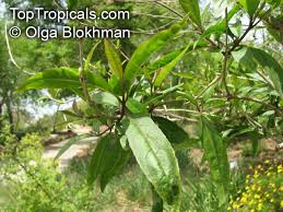 Image result for Nuxia floribunda