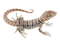 Image result for Stenocercus simonsii