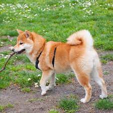 11 Curly Tailed Dog Breeds That Are So Cute You Ll Want To Cuddle Them Asap Dog Breeds Animal Photography Dogs Fluffy Dogs
