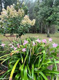 Image result for Crinum jasonii