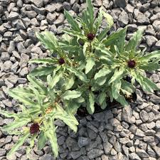 Image result for Lysimachia brevipes