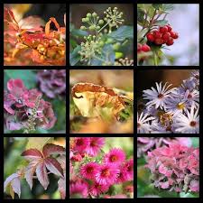 Der Herbst Von Seiner Schonen Seite Herbstfarben Herbstliebe Herbst Jahreszeiten Bunt Vielefarben Gartenchallenge Garten Gartengestaltung Hoywoy Hoyerswerda