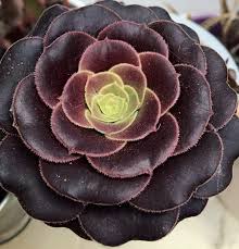It's a visually striking houseplant, and easy to care for too! Aeonium Black Rose Cacti And Succulents Flowers Succulents
