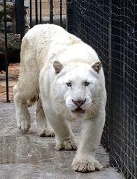 Albino Animals Albino Animals Animals Big Animals