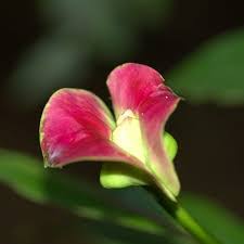 Kali ini decyra akan membahas mengenai macam macam bunga hias. Jual Paranet Shading Net 7 Tanaman Dengan Nama Nama Yang Lucu Dan Unik Di Indonesia