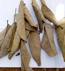 Image result for Terminalia macroptera