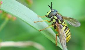 Another Unsung Pollinator Hero The Hoverfly
