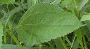 Image result for Sclerocarpus africanus