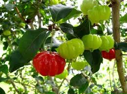 Foto buah strawberry yang bentuknya sangat aneh, buah strawberry ini mirip sekali dengan bentuk seekor induk ayam yang sedang mengerami telur. 40 Macam Buah Langka Asli Indonesia Yang Hampir Punah