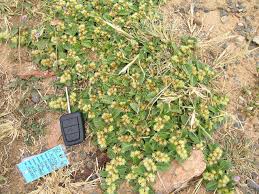 Image result for Alternanthera pungens