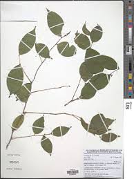 Image result for Rhaphiostylis