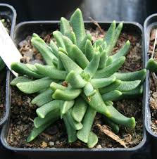 Image result for Hereroa glenensis