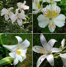 Different types of lily flowers in india. Lilium Farming In Polyhouse Lily Flowers For Profit Agri Farming