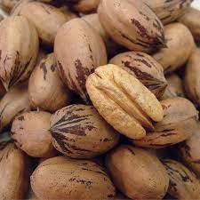 Hardy pecan is a native shade tree in the juglandaceae family and is the largest of the hickories. Stark Surecrop Pecan From Stark Bro S Pecan Tree Pecan Pecan Nuts