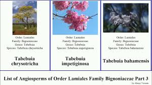 Image result for Rhigozum zambesiacum