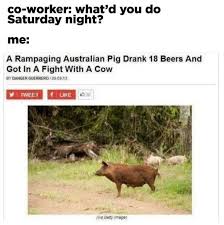 We did not find results for: Literally Just 100 Fucking Hilarious Australian Memes