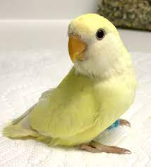 Wf Creamino Peachface Lovebird Beautiful Birds African Lovebirds Love Pet