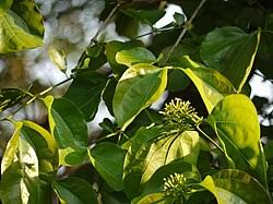 Image result for Strychnos matopensis