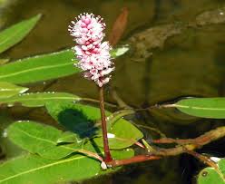 Image result for Persicaria hystricula