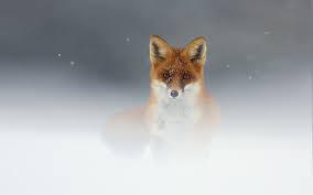 There is around 37 different species of foxes exists. 1100 Fox Hd Wallpapers Background Images