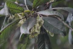 Image result for Terminalia mollis
