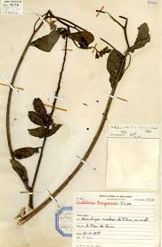 Image result for Agelanthus sansibarensis