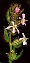 Image result for Silene burchellii