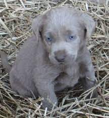 Pictures Of Miniature Labradors Silver And Charcoal Mini S Are Here Miniature Labrador Pets Animals