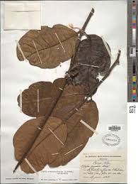 Image result for Alafia caudata