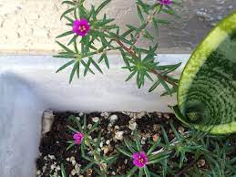 For round and flattish flowers, the diameter of in individual blossom. Portulaca Seeds Giving Small Flowers