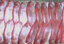 Ikan ini hidup di laut lepas sampai kedalaman 600 meter, biasanya tuna jenis ini bergerombol dalam jumlah sangat besar dengan ikan tuna lainnya. Ikan Mata Besar Goreng Aurora Resipi