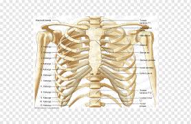 The distribution of air sacs and the functioning of the avian lung. Thorax Anatomy Bone Neck Rib Cage Skeleton Lung Anatomy Abdomen Png Pngwing