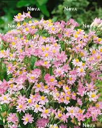 Image result for Helichrysum nitens
