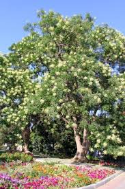 Tie a knot around the pompom. Common Acacia Varieties Learn About Different Acacia Trees And Shrubs