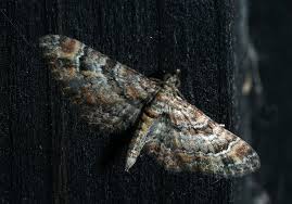 Image result for Eupithecia pulchellata
