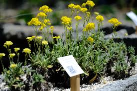 Image result for Aurinia